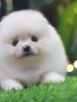 ปอมเมอเรเนียน เพศเมียขาวครีม ขนแน่นๆ