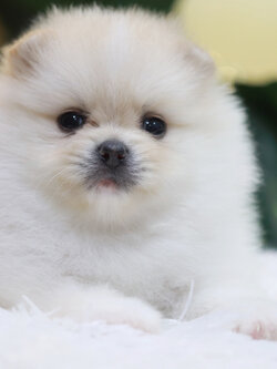 ปอมเมอเรเนียน เพศเมียขาวครีม หน้าฟ็อก