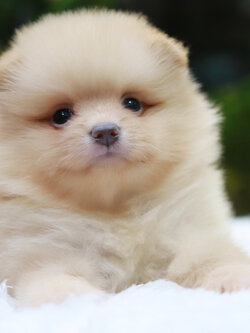 ปอมเมอเรเนียน เพศผู้ สีครีมหน้าฟ็อก