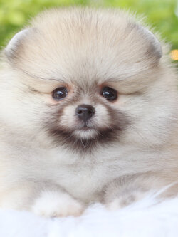 ปอมเมอเรเนียน เพศเมียสีส้มเกรดโชว์