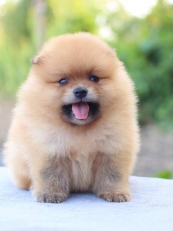 ปอมเมอเรเนียน เพศผู้สีส้ม