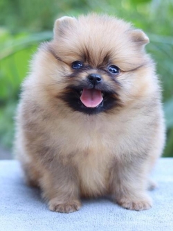 ปอมเมอเรเนียน เพศเมีย