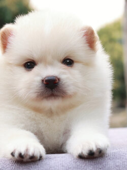 ปอมเมอเรเนียน เพศผู้ขาวครีม