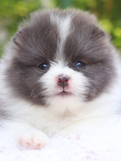 ปอมเมอเรเนียน เพศผู้สีแฟนซี บลู