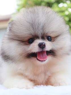 ปอมเมอเรเนียน เพศผู้สีแฟนซี เกรดโชว์