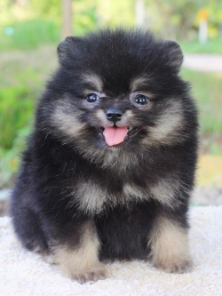 ปอมเมอเรเนียน เพศเมีย แบล็คแทน