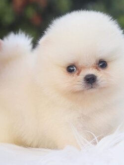 ปอมเมอเรเนียน เพศเมีย ขาวครีม ไซด์เล็กเกรดโชว์