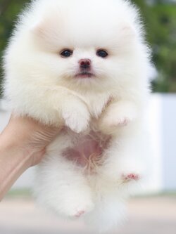 ปอมเมอเรเนียน เพศเมียสีขาวครีมเกรดโชว์ พร้อมใบเพ็ดเต็มใบ