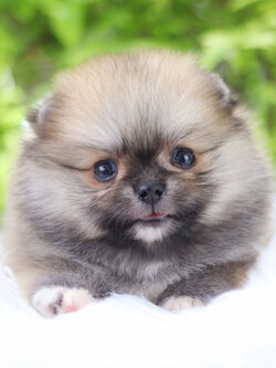 ปอมเมอเรเนียน เพศเมียสีส้ม