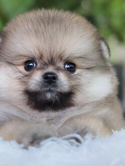 ปอมเมอเรเนียน เพศเมียสีส้ม