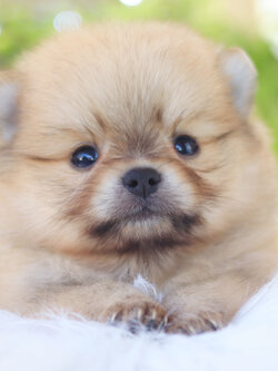 ปอมเมอเรเนียน เพศผู้สีส้ม