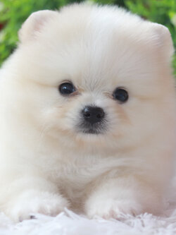 ปอมเมอเรเนียน เพศผู้ ขาวครีมขนแน่นๆขี้เล่น