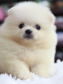 ปอมเมอเรเนียน เพศผู้ สีครีม