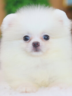 ปอมเมอเรเนียน เพศเมียสีขาวครีม