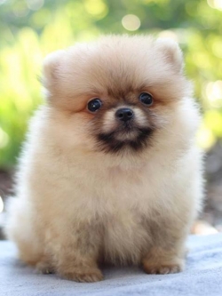 ปอมเมอเรเนียน เพศผู้