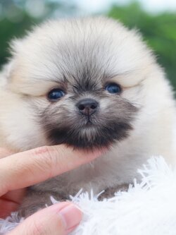 ปอมเมอเรเนียน เพศสีส้มเมียเกรดโชว์