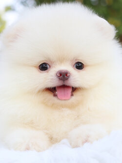 ปอมเมอเรเนียน เพศผู้ สีขาวครีม เกรดโชว์