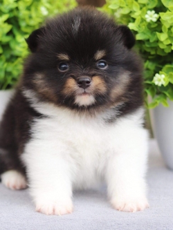 ปอมเมอเรเนียน เพศเมีย