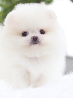 ปอมเมอเรเนียน เพศผู้ สีขาวครีมเกรดโชว์ไซส์เล็ก