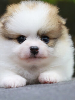 ปอมเมอเรเนียน เพศเมีย