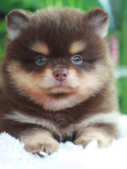 ปอมเมอเรเนียน เพศผู้ ช็อคแทน