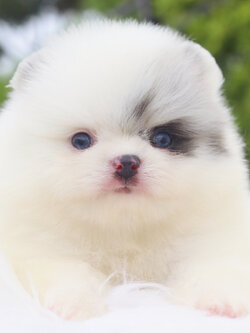 ปอมเมอเรเนียน เพศผู้ สีแฟนซีเมอร์เร่