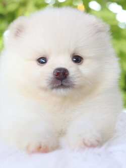 ปอมเมอเรเนียน เพศผู้สีขาวครีม