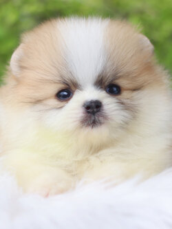 ปอมเมอเรเนียน เพศผู้แฟนซีเกรดโชว์