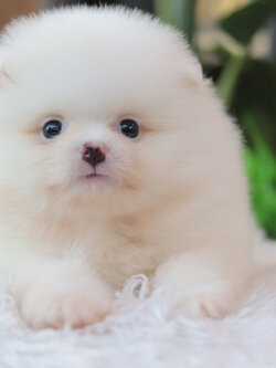 ปอมเมอเรเนียน เพศผู้สีขาว