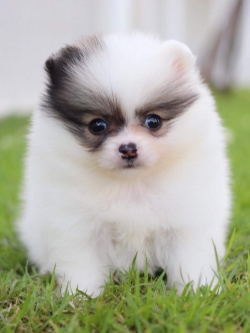 ปอมเมอเรเนียน เพศผู้ปาตี้