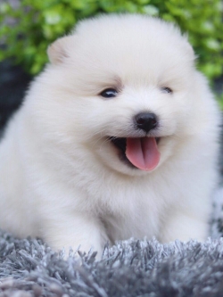 ปอมเมอเรเนียน เพศผู้