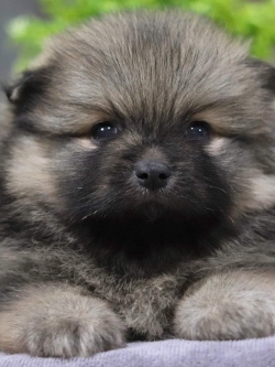 ปอมเมอเรเนียน เพศผู้