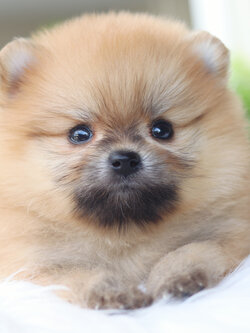 ปอมเมอเรเนียน เพศเมียสีส้ม