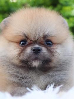 ปอมเมอเรเนียน เพศผู้