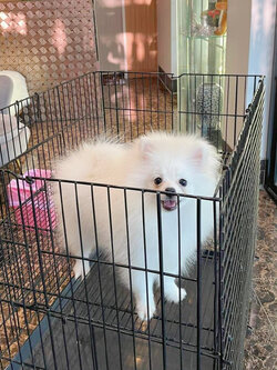 ปอมเมอเรเนียน เพศผู้สีขาวครีม