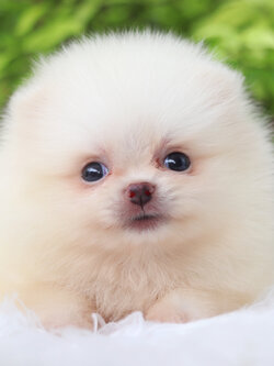 ปอมเมอเรเนียน เพศเมียสีขาวครีม ทีคัพ