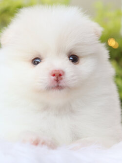 ปอมเมอเรเนียน เพศผู้สีขาวครีม