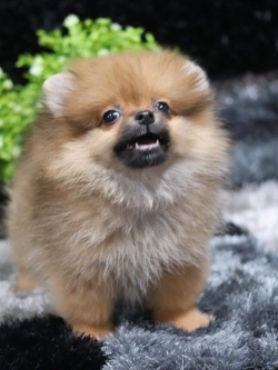 ปอมเมอเรเนียน เพศเมีย (3 เดือน)