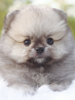 ปอมเมอเรเนียน เพศผู้สีส้ม