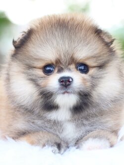 ปอมเมอเรเนียน เพศผู้สีส้ม