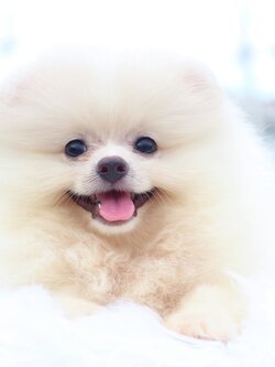 ปอมเมอเรเนียน เพศผู้ สีขาวครีม