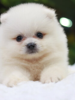 ปอมเมอเรเนียน เพศผู้ ขาวครีมหน้าฟ็อก