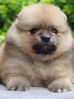 ปอมเมอเรเนียน เพศเมีย