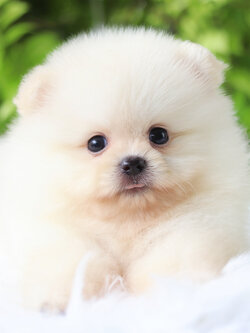 ปอมเมอเรเนียน เพศผู้สีขาวครีม