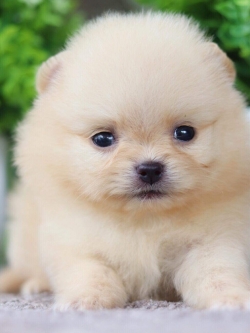 ปอมเมอเรเนียน เพศเมีย