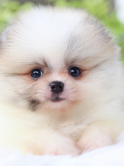 ปอมเมอเรเนียน เพศเมียสีแฟนซี