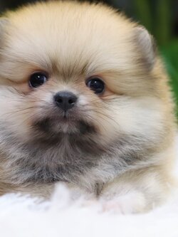 ปอมเมอเรเนียน เพศเมียสีส้ม