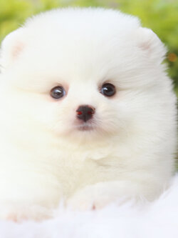 ปอมเมอเรเนียน เพศผู้สีขาวครีม