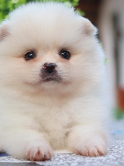 ปอมเมอเรเนียน เพศผู้