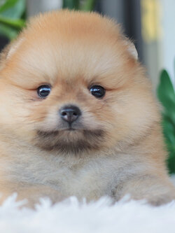 ปอมเมอเรเนียน เพศผู้สีส้ม